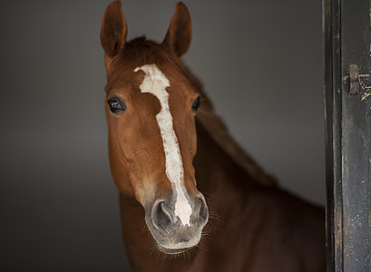 white and brown horse in selective focus photography thumbnail