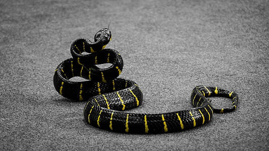 black and yellow snake thumbnail