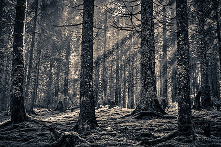 greyscale photography of baretrees thumbnail