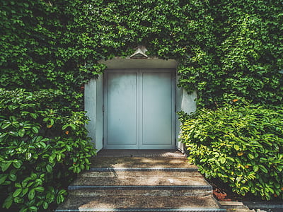 gray wooden door in between green grass wall thumbnail