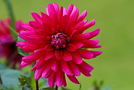 close-up photography of pink petaled flower thumbnail