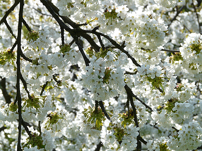 photo of white petaled flower thumbnail