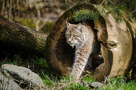 panning photography of wild cat thumbnail
