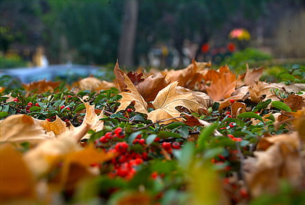 dry leaves on green grass thumbnail