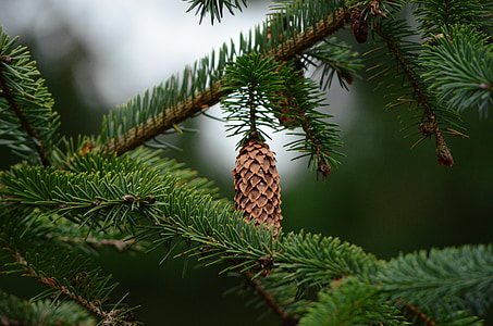 shallow focus photo of green tree thumbnail