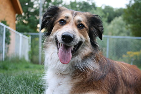adult brown and white border collie lying on lawn grass close-up photo thumbnail