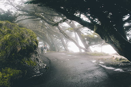 two person walking on road way surrounded trees under gray sky thumbnail