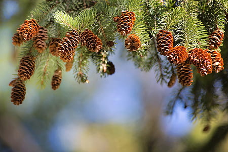 shallow focus photography of acorns thumbnail