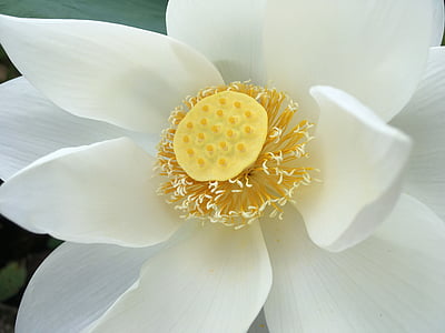 white and yellow lotus flower thumbnail
