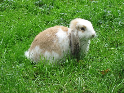 white and brown rabbit on green grass field thumbnail