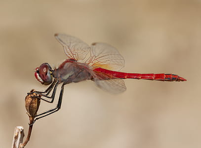 micro lens photography of flame skimmer thumbnail