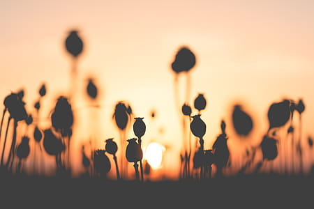 Poppy Seed Field on Sunset thumbnail