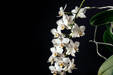white petal flowers blooming during daytime thumbnail