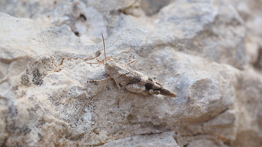brown locust standing on rock thumbnail