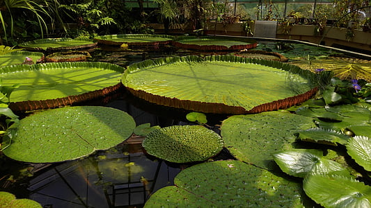 green waterlily pads thumbnail