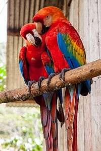 two red macaws on wood branch near wooden house thumbnail
