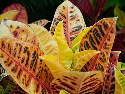 selective focus photo of orange and yellow plant thumbnail