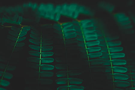 Shallow Focus of Leaves thumbnail