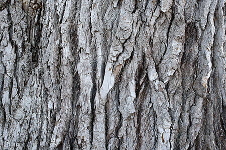 gray tree trunk thumbnail
