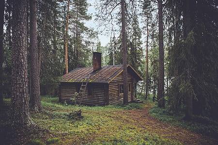 brown wood house surround trees thumbnail