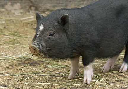 wildlife photography of black boar thumbnail