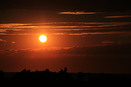 silhouette of trees during golden hour thumbnail