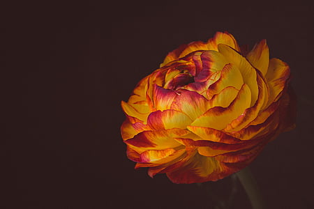 shallow focus photography of yellow and red ranunculus flower thumbnail