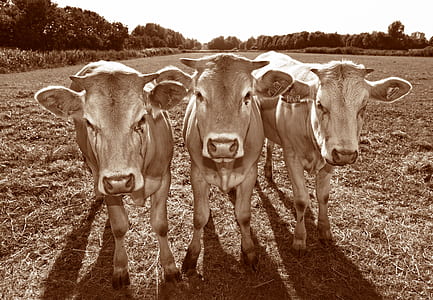 three cattles on grass field thumbnail