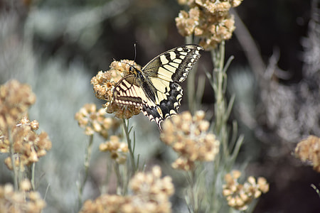 Swallowtail Papilio Swallowtail, Www thumbnail