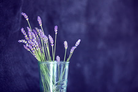 purple flowers thumbnail
