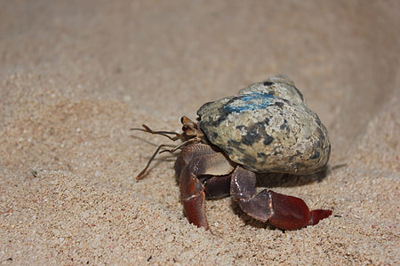 hermit crab crawling on sand thumbnail