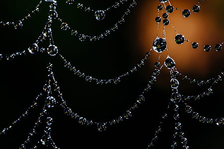 closeup photo of spider web with dewdrops thumbnail