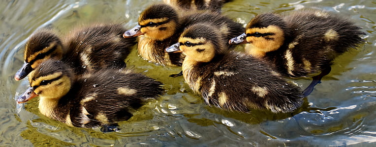 flock of ducklings on body of water thumbnail