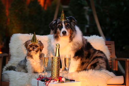 merle Australian shepherd and white shih tzu siting on white fur bench thumbnail