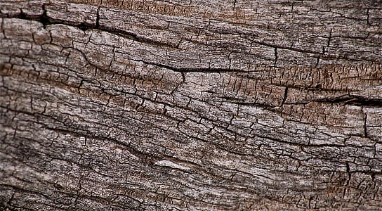 photo of tree trunk thumbnail