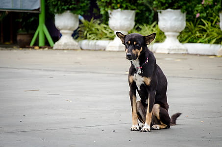 Dog sitting in Thai temple thumbnail