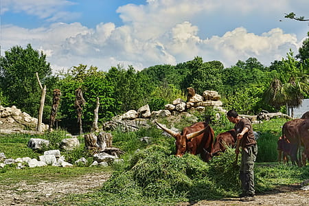 man feeding animals thumbnail