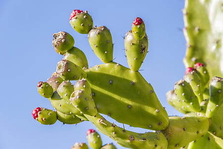 selective focus photo of cactus thumbnail