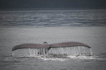 tail of whale in body of water thumbnail