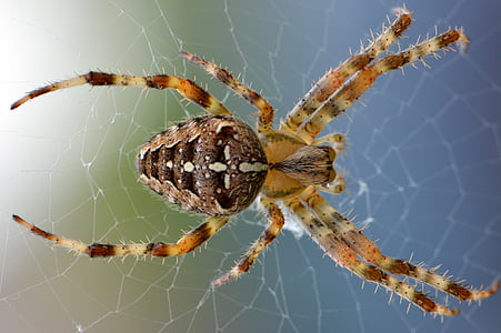 green and brown furrow spider thumbnail