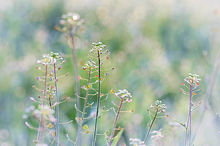 plant photo thumbnail