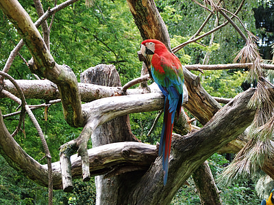 scarlet macaw on tree branch thumbnail