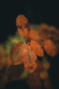 shallow focus photography orange leaves thumbnail