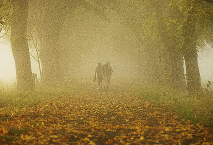 Person and Horse in Forest thumbnail