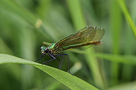 selective focus photo of green damselfly perching on green grass at daytime thumbnail