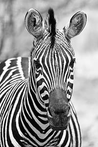 grayscale photo of zebra thumbnail