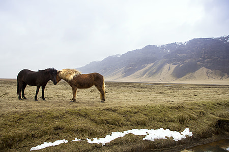 two brown horses on green fields thumbnail