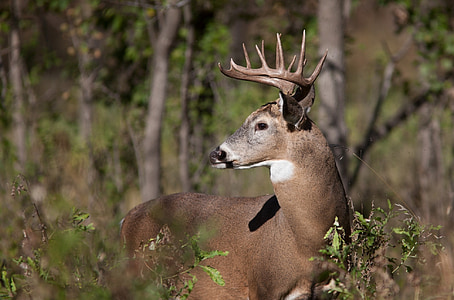 photography of brown deer thumbnail