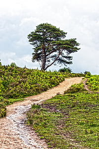 tree beside desired pathway thumbnail