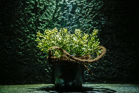 green leaf plant in round gray bucket thumbnail